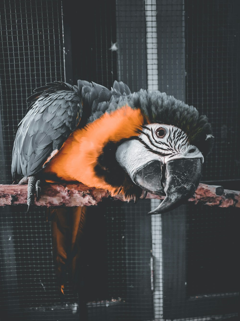 blue and orange bird on brown tree branch