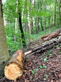 a woodland area with a large cut tree log lying on the ground amidst other fallen branches and tree trunks. The forest floor is covered with dry leaves and small green plants, while tall trees with green foliage surround the scene.
