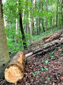 a woodland area with a large cut tree log lying on the ground amidst other fallen branches and tree trunks. The forest floor is covered with dry leaves and small green plants, while tall trees with green foliage surround the scene.