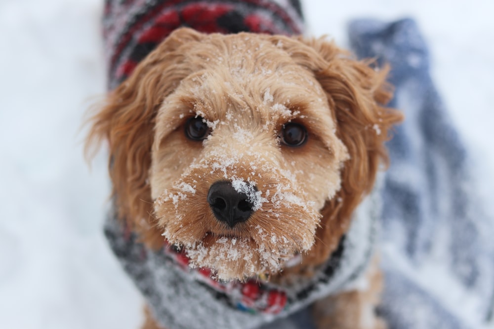 brown long coated dog wearing blue and red scarf