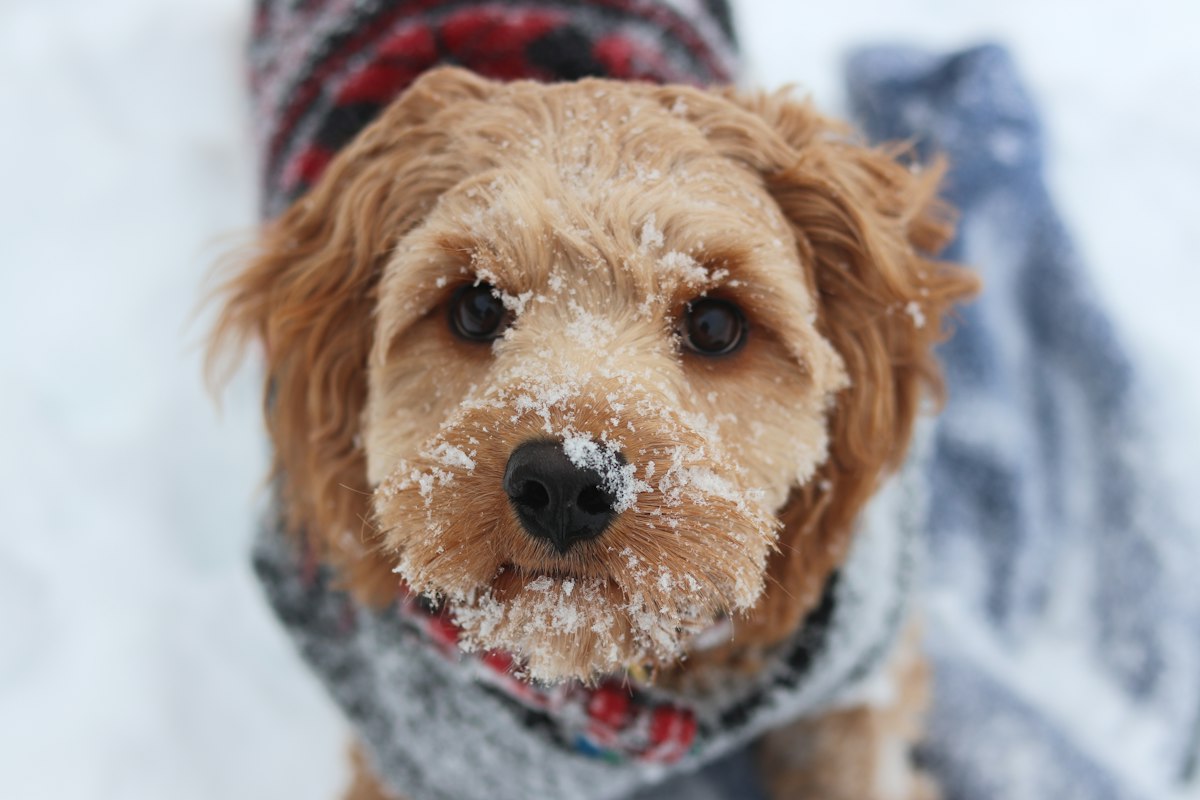 Brown dog wearing a coat in the snow - protecting dog paws from ice melt
