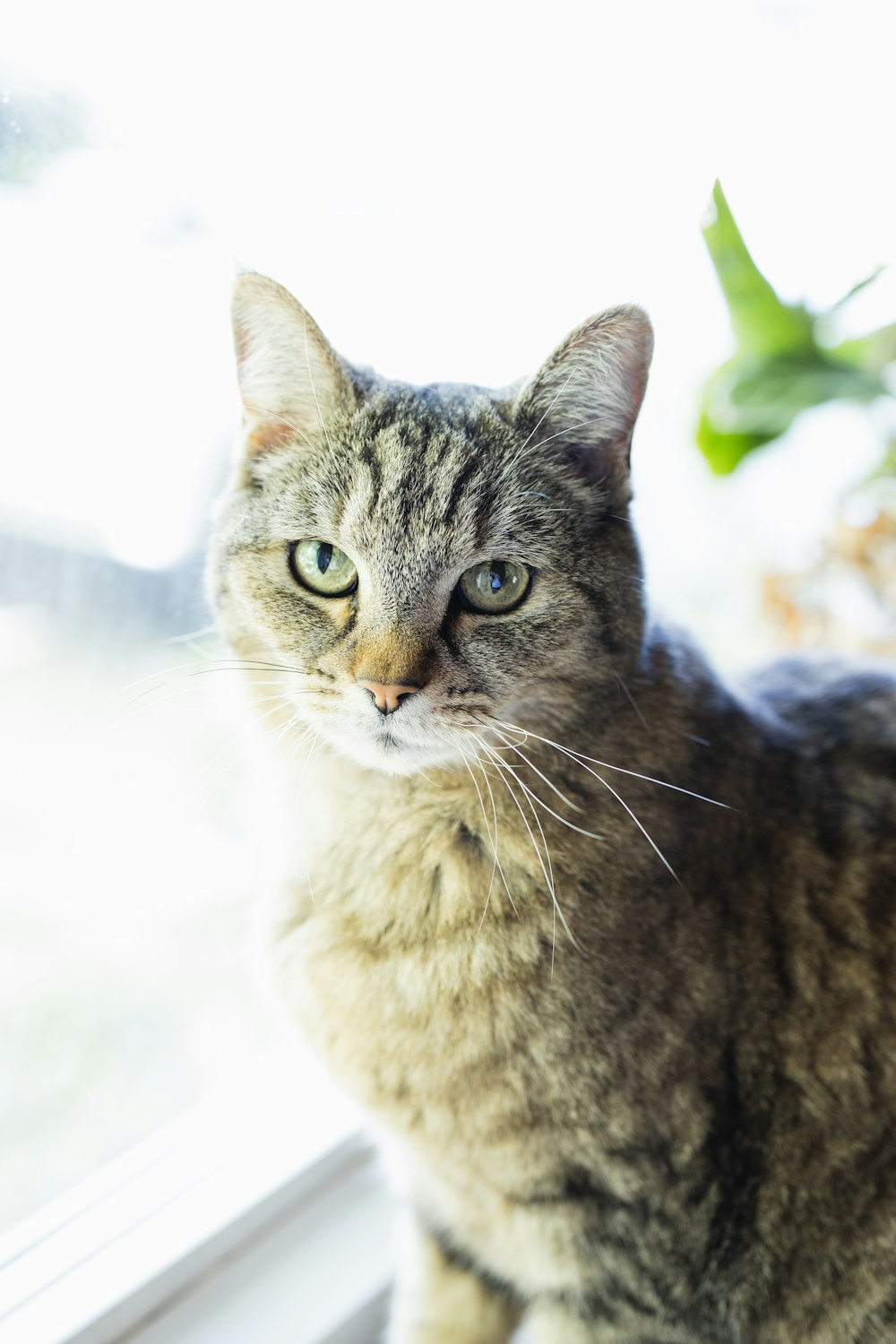 brown tabby cat in close up photography