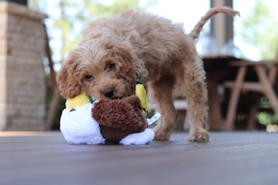brown long coated small dog on white textile
