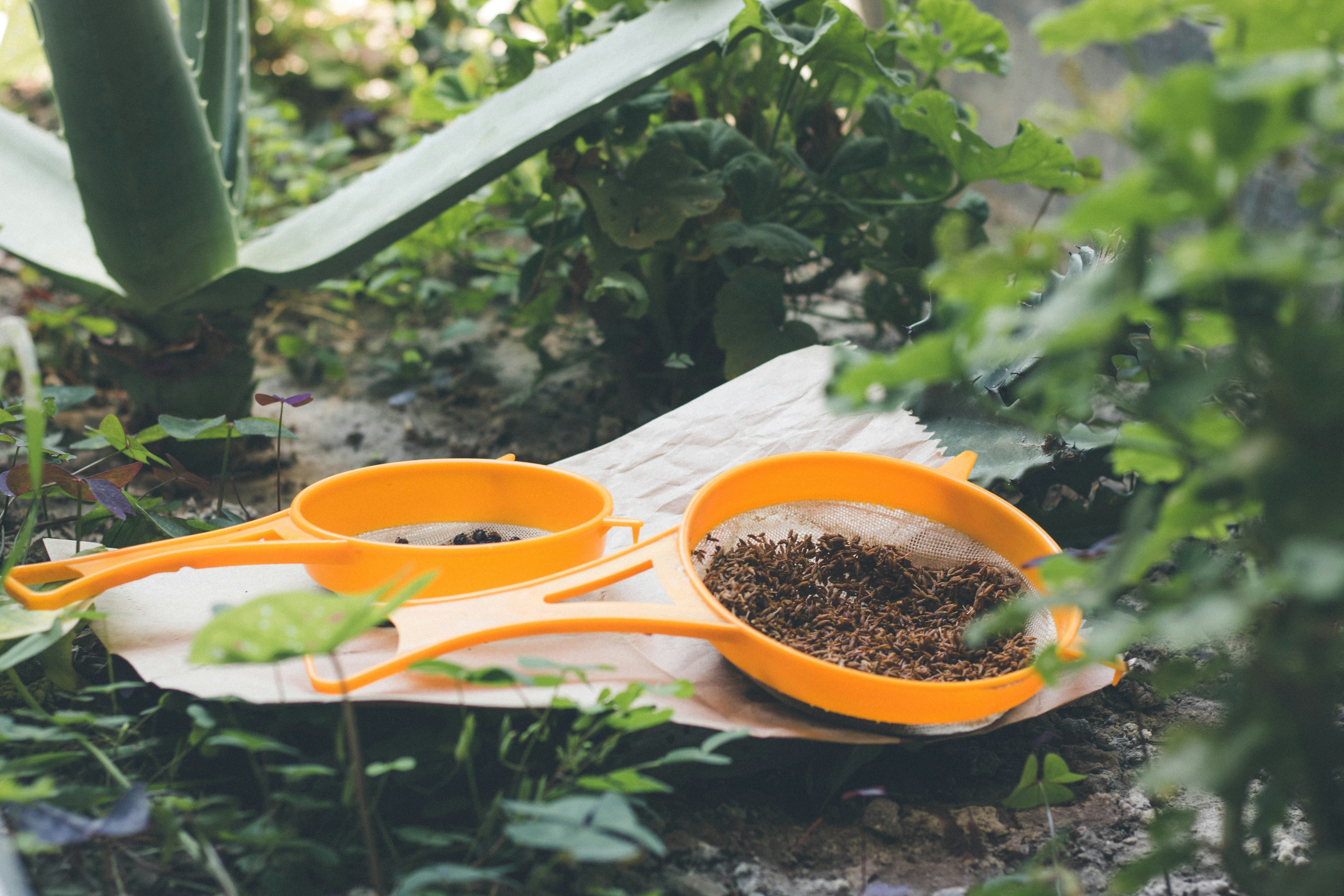 orange and white framed eyeglasses on white paper, garden