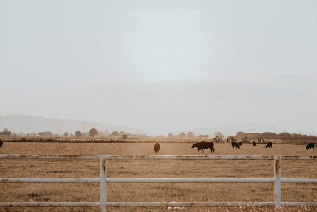 brown field under white sky during daytime