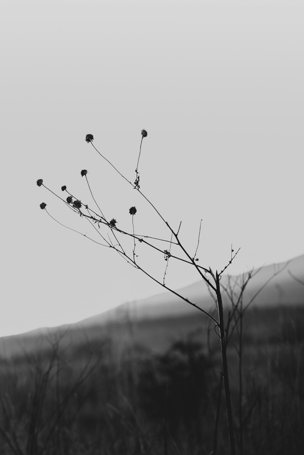 Photo en niveaux de gris d’une plante avec des gouttelettes d’eau