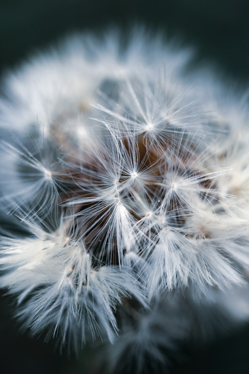 white dandelion in close up photography