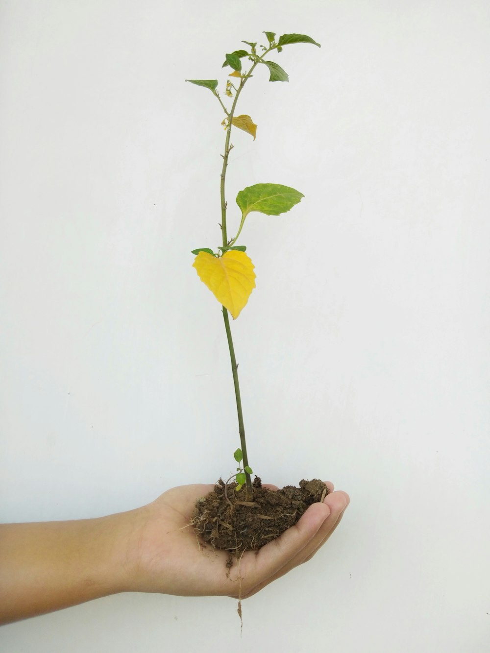 yellow flower on persons hand