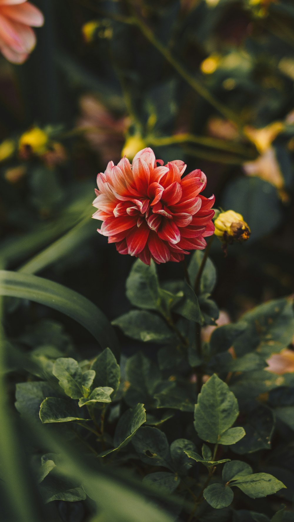 red flower in tilt shift lens