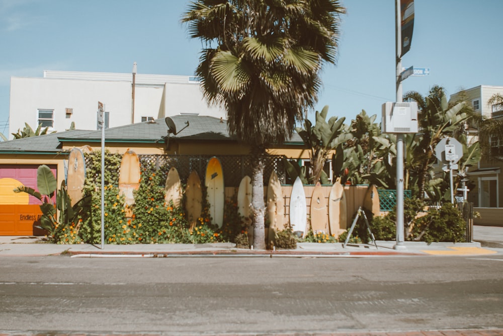 palm tree near white and brown concrete building during daytime