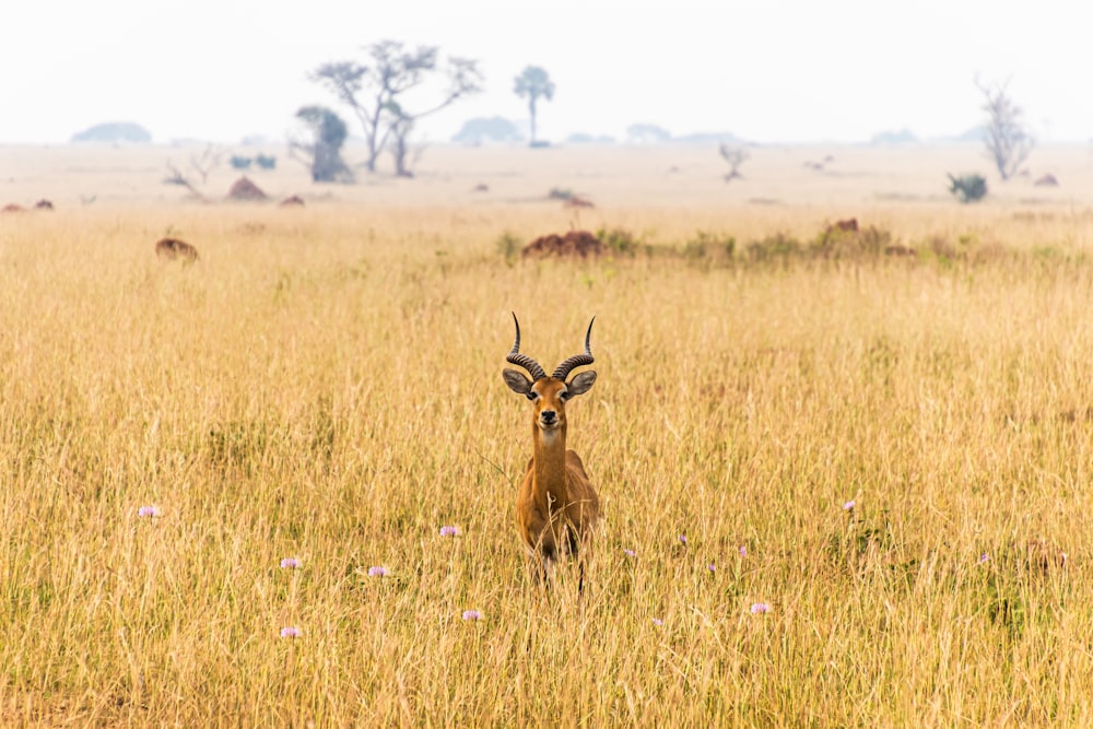 brown deer on green grass field during daytime