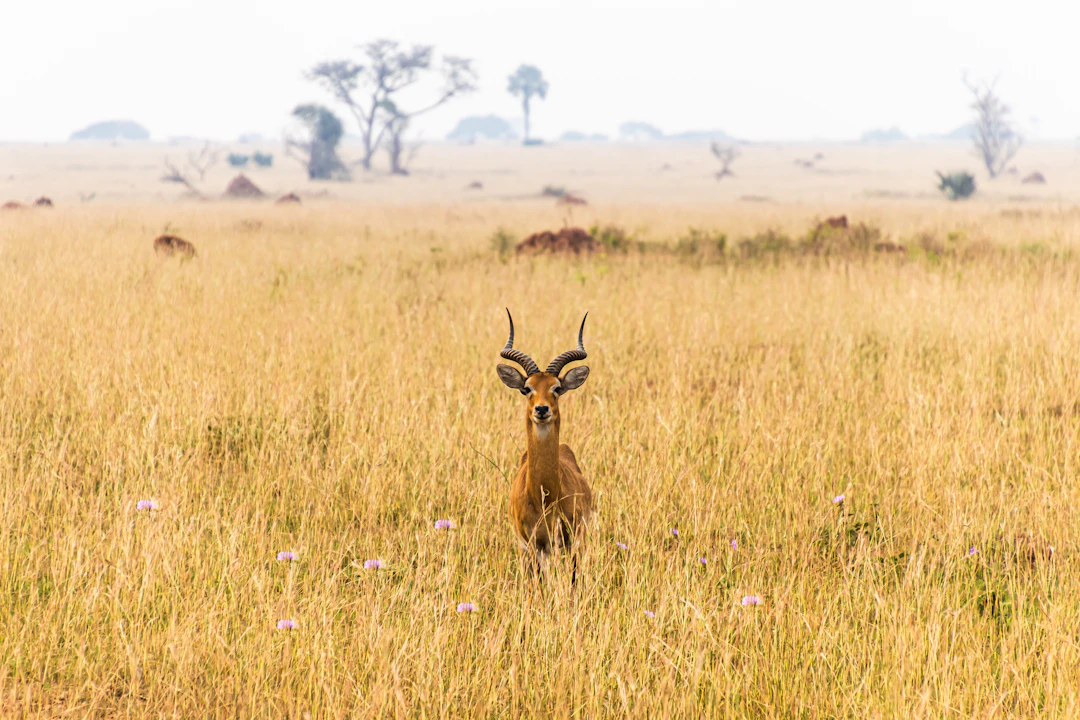 18-Day Uganda Luxury Escape: Gorillas, Safaris & More