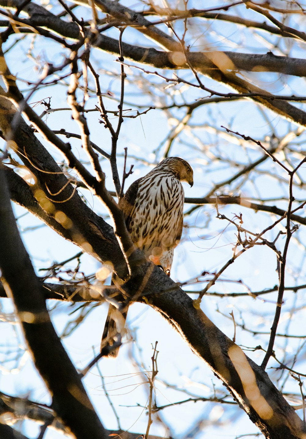 brown and white bird on brown tree branch during daytime