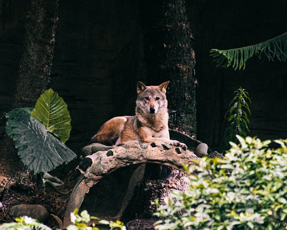 a wolf laying on top of a tree branch