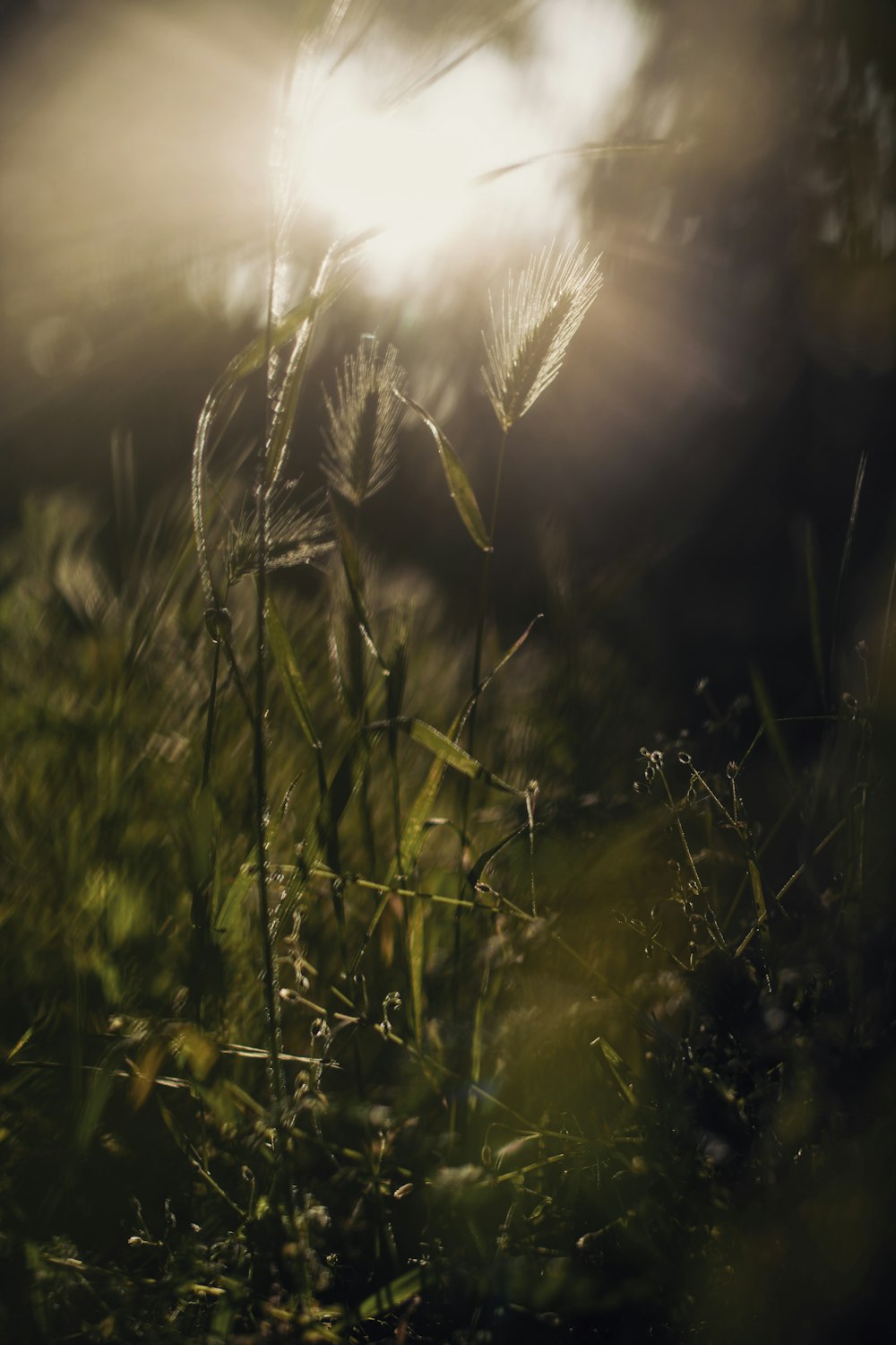 green grass field during daytime