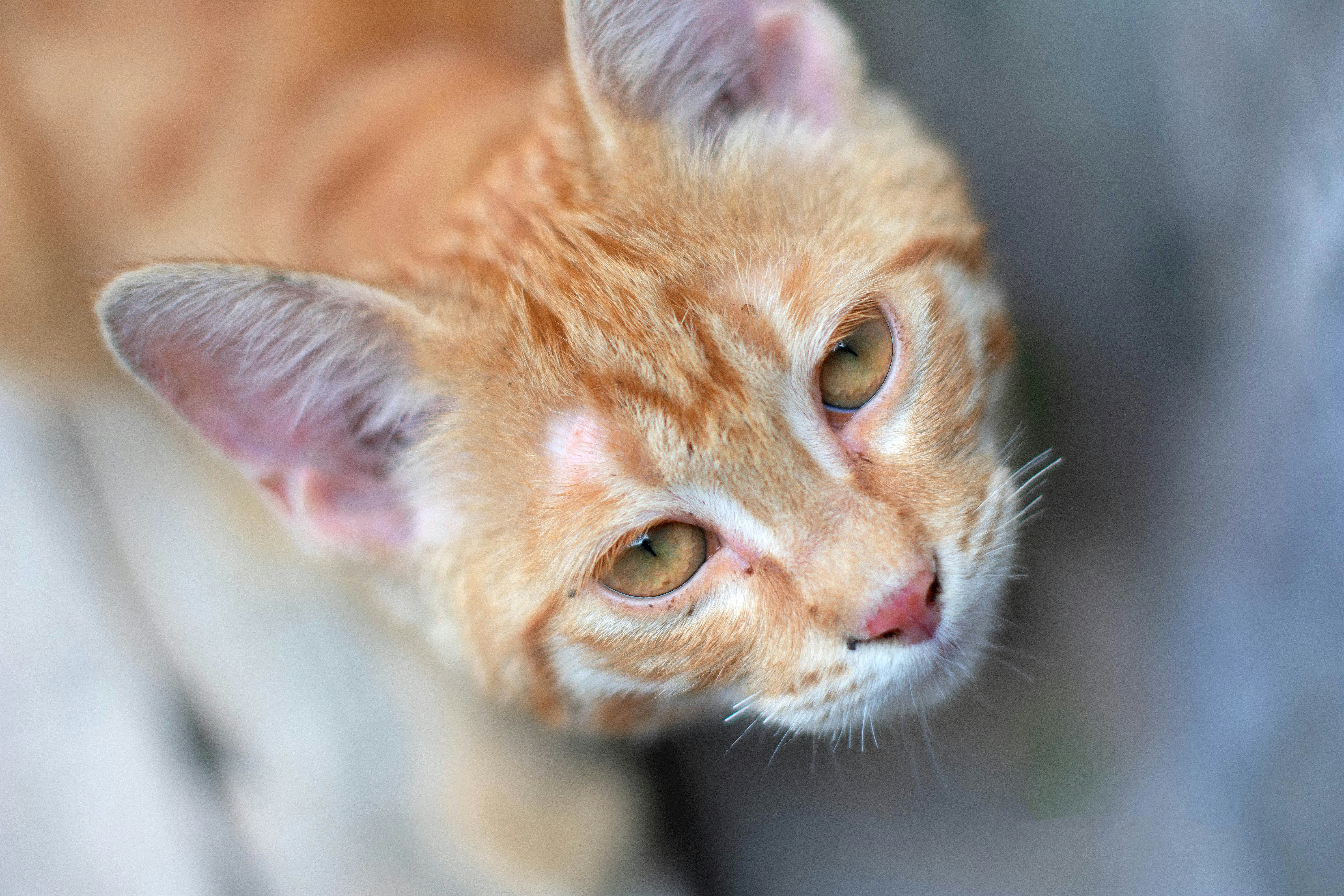 orange tabby cat in tilt shift lens