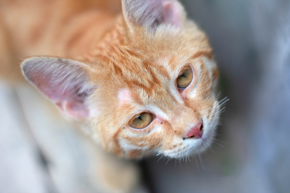 gato atigrado naranja en lente de cambio de inclinación