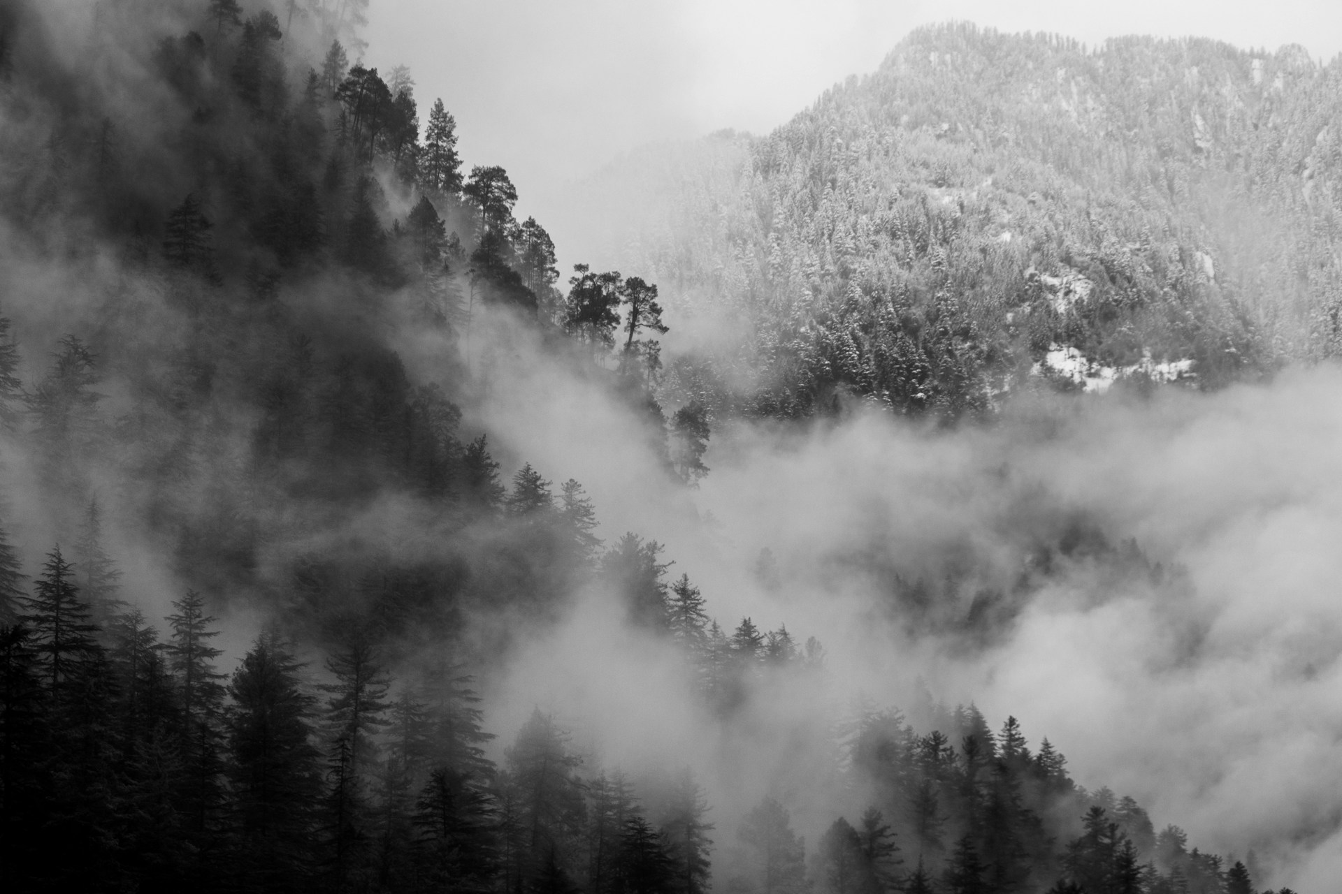 grayscale photo of trees and fog