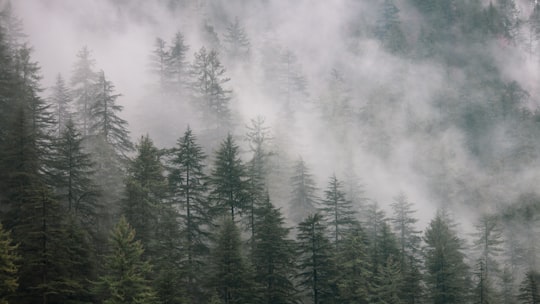 green pine trees under white clouds in Kasol India