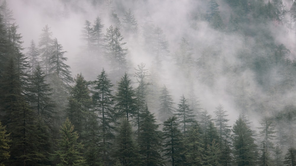 green pine trees under white clouds