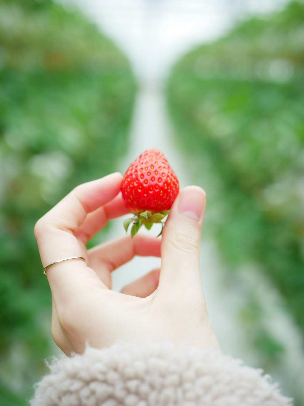 person holding red strawberry fruit