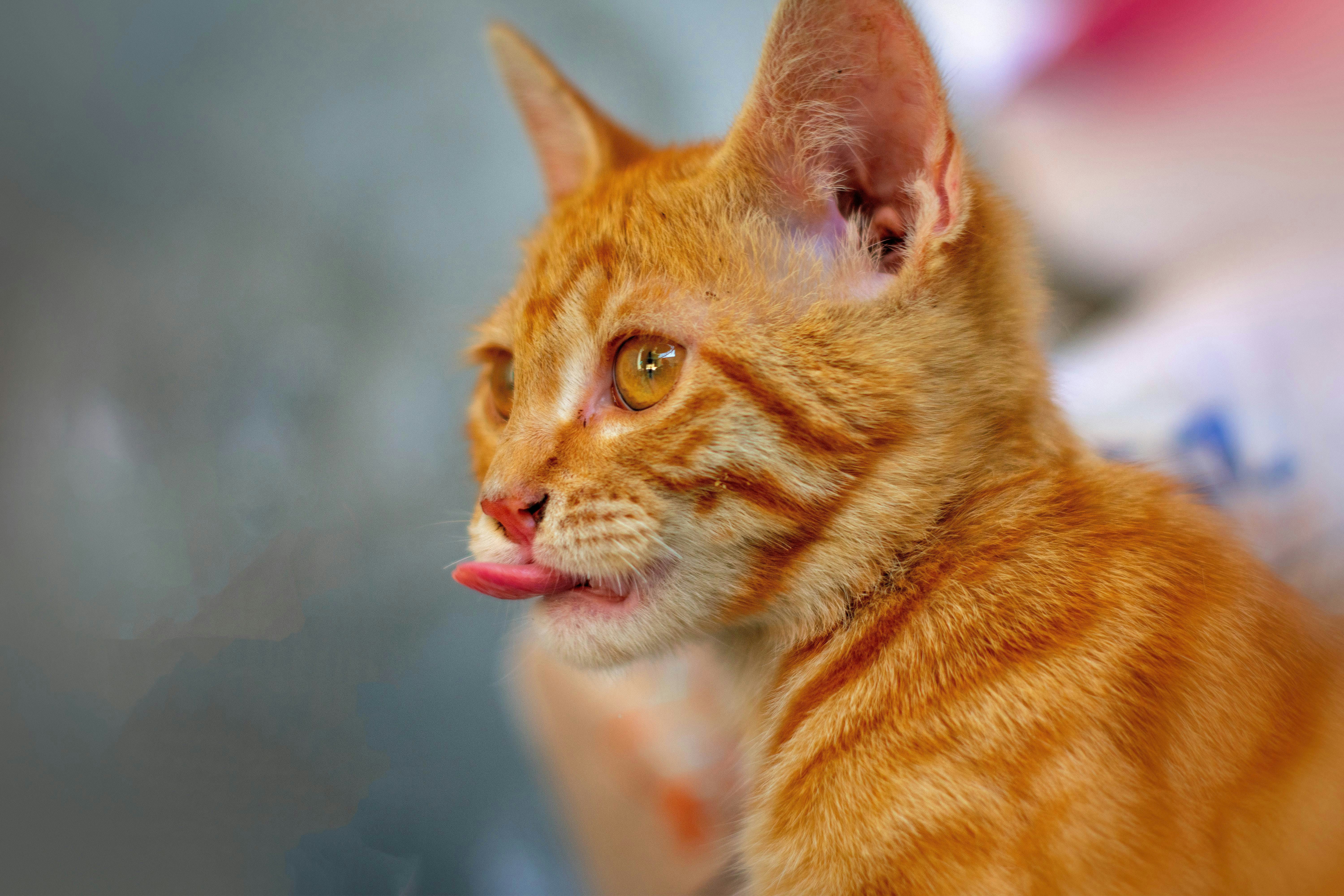 orange tabby cat in close up photography