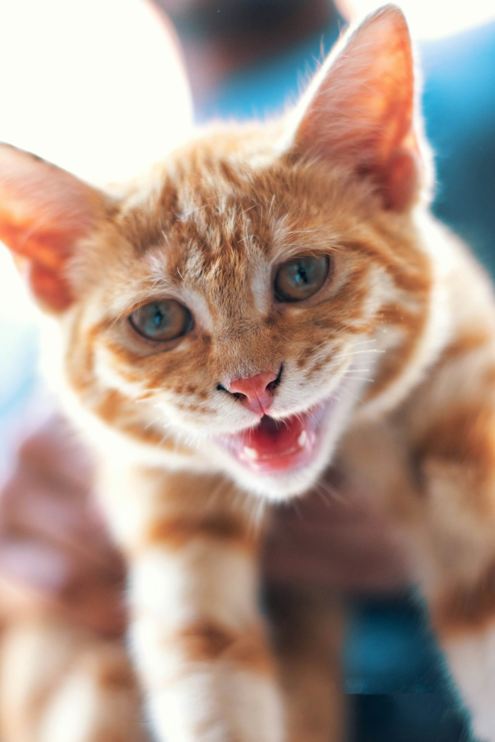 orange tabby cat in close up photography