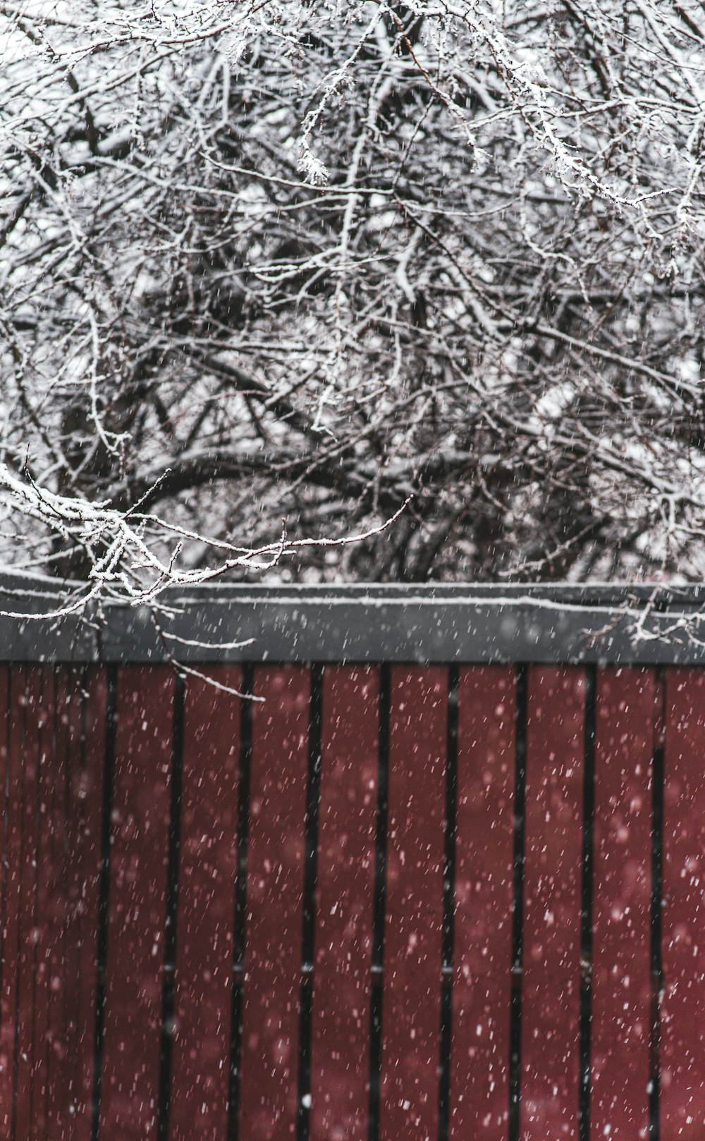 brown wooden fence near bare trees during daytime