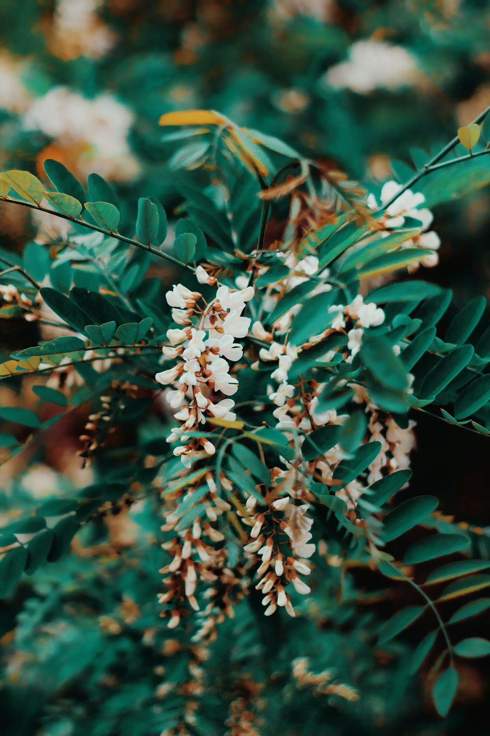 white flowers in tilt shift lens