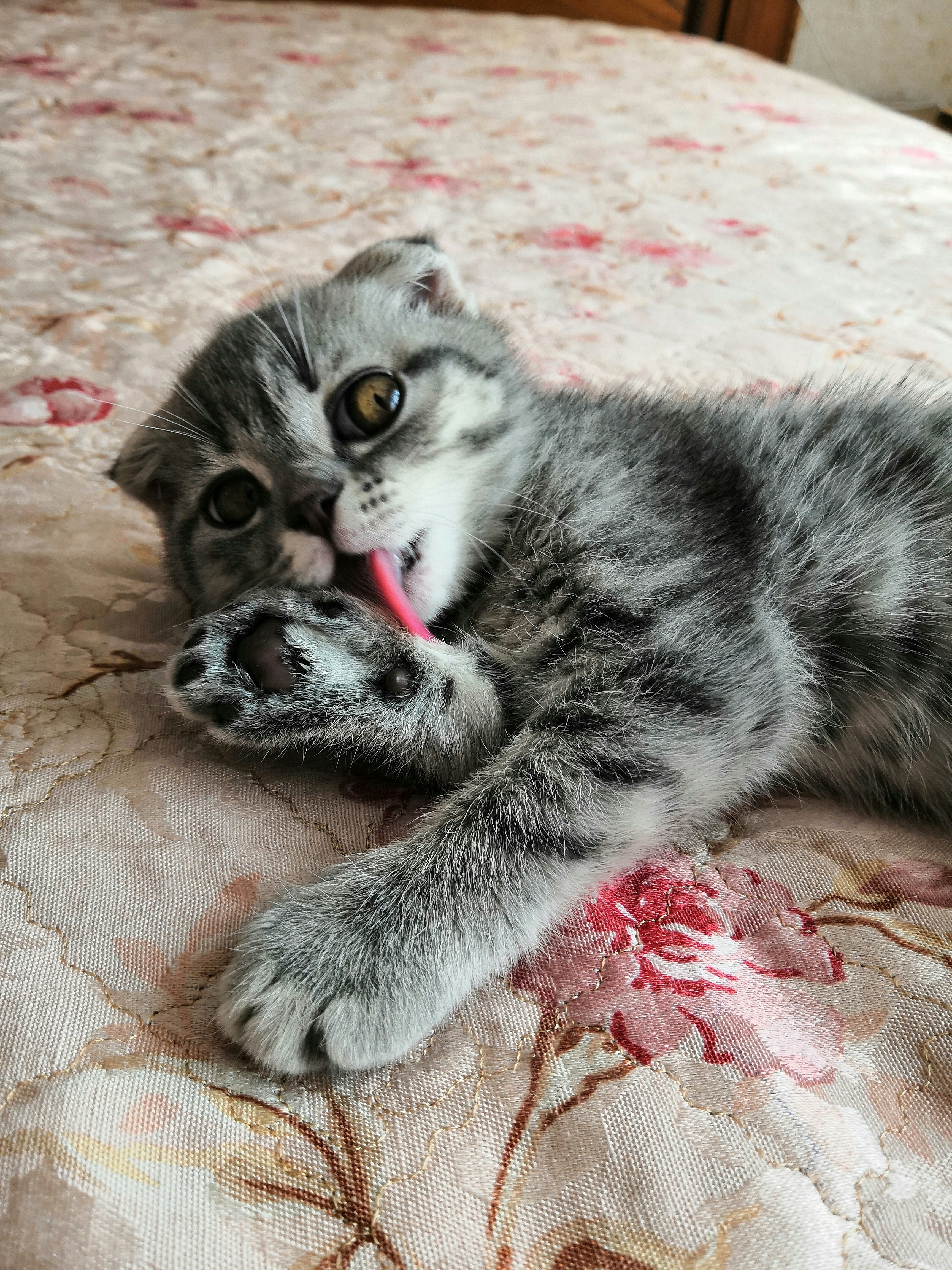 silver tabby kitten lying on brown textile