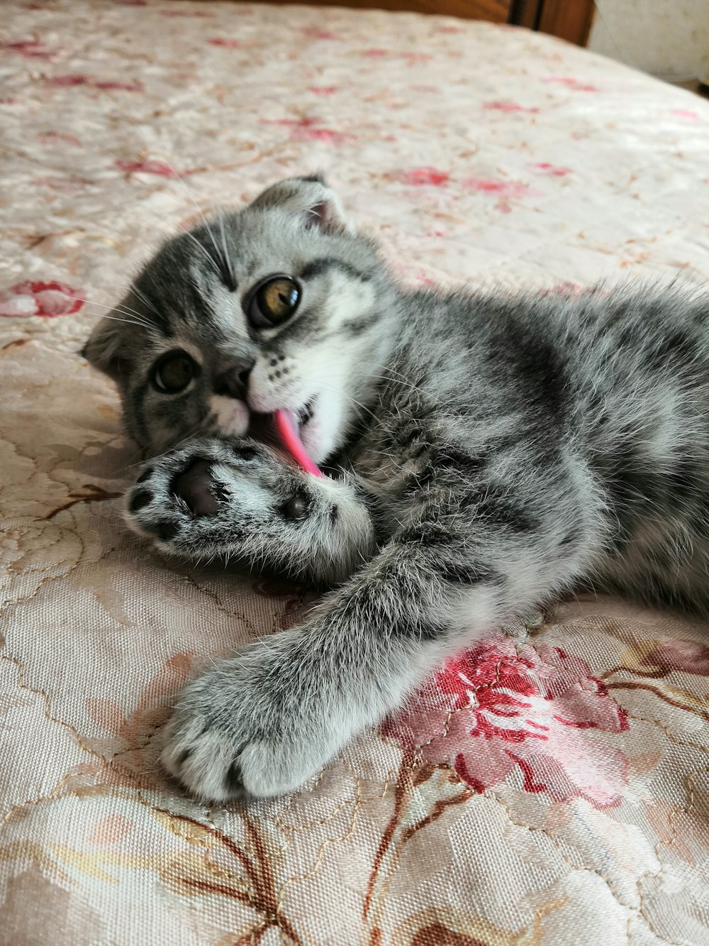 silver tabby kitten lying on brown textile