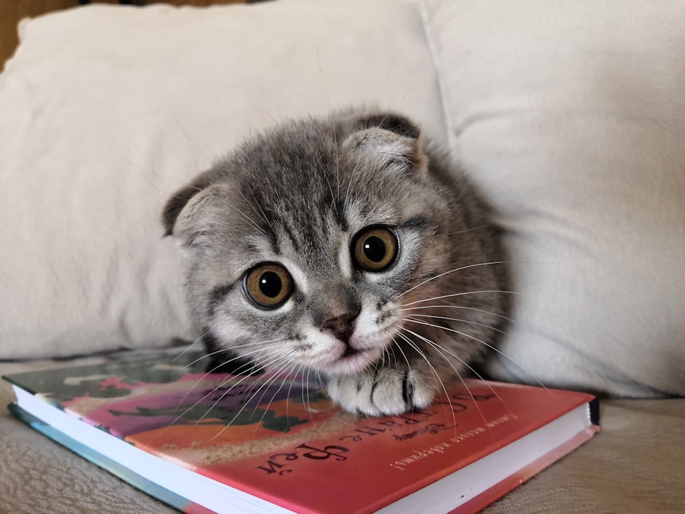 gray and white cat on red book