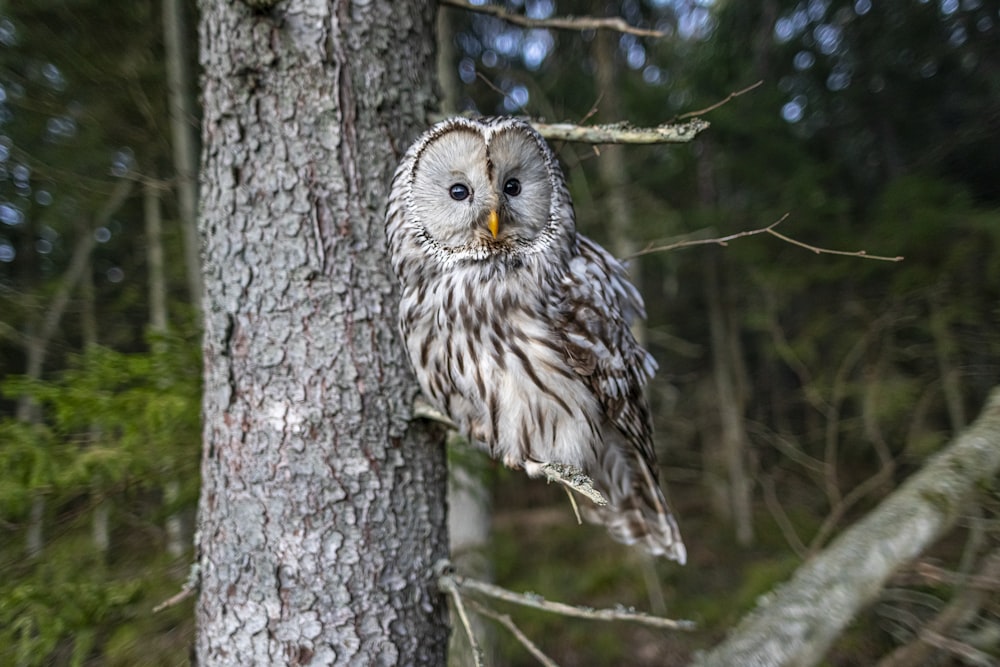 an owl perched on a tree branch in a forest