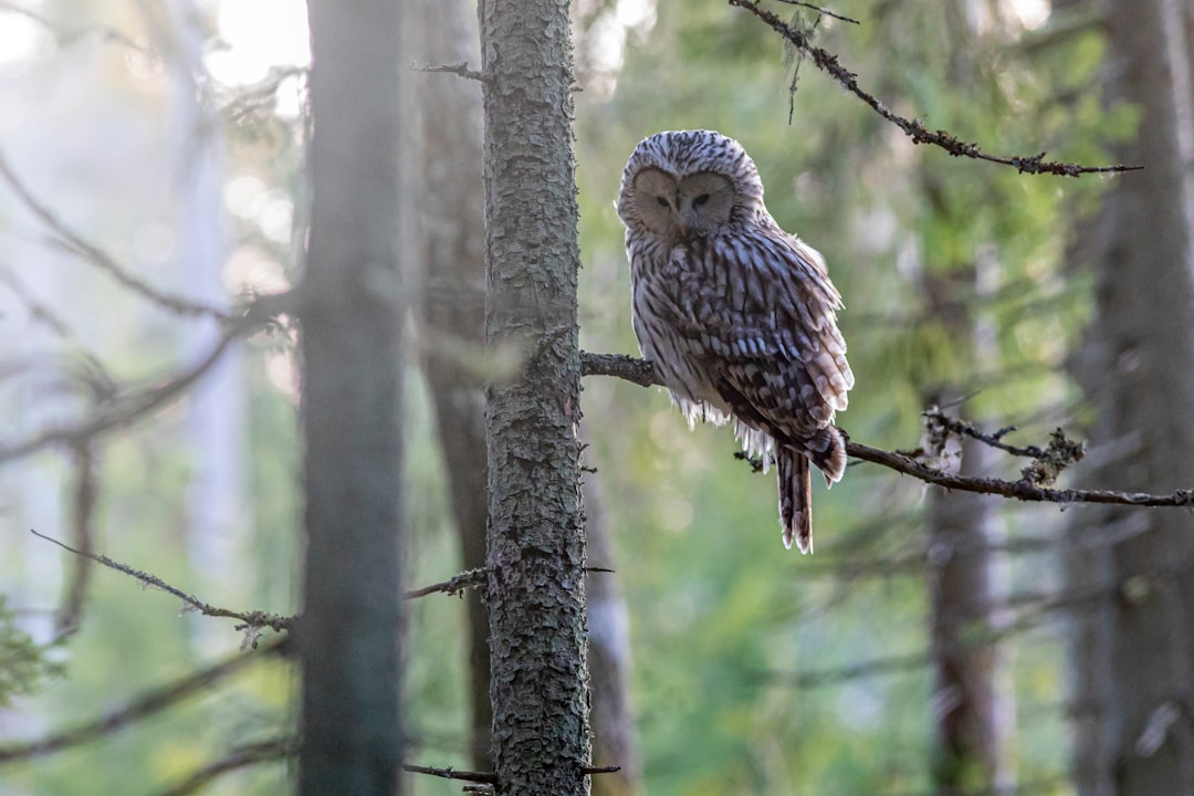 brown and white owl on tree branch