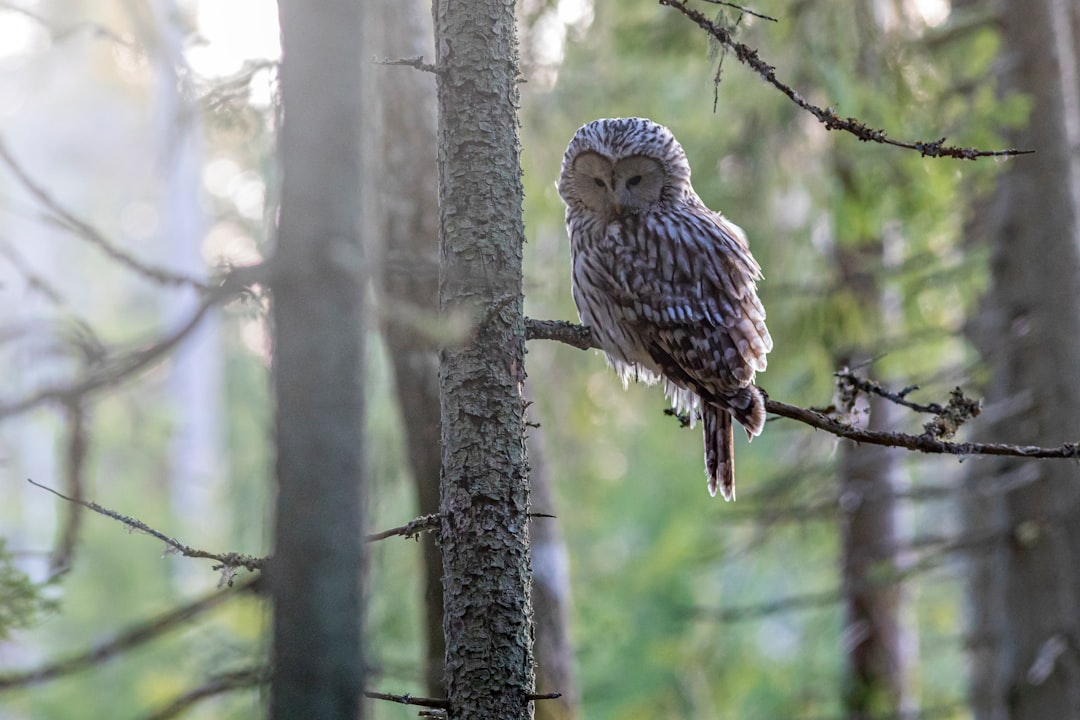 travelers stories about Wildlife in VÃ¤Ã¤na-JÃµesuu, Estonia