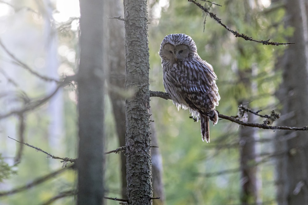 brown and white owl on tree branch