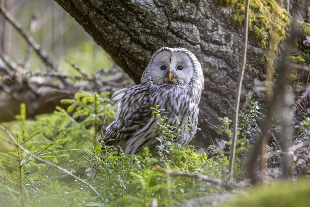 brown owl on tree branch during daytime