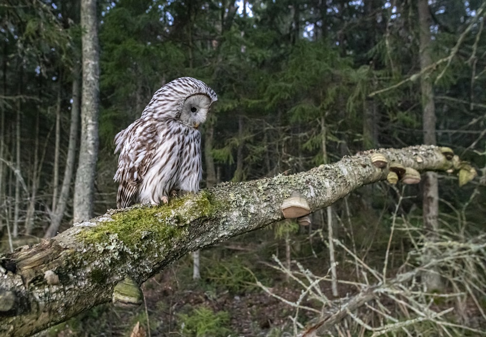 an owl perched on a tree branch in a forest