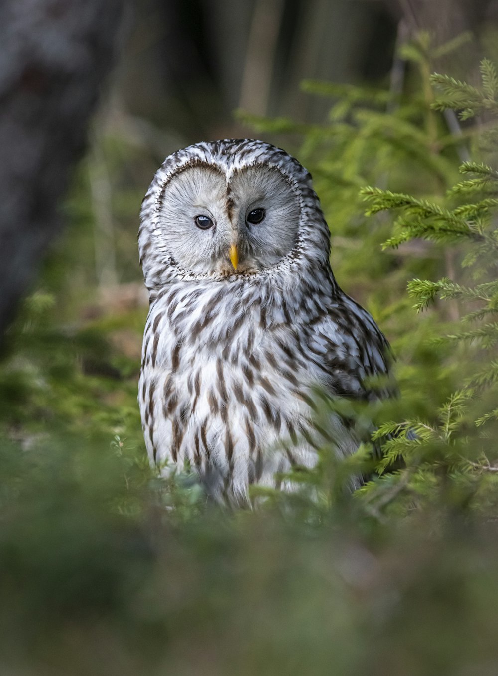 white and black owl on green grass during daytime