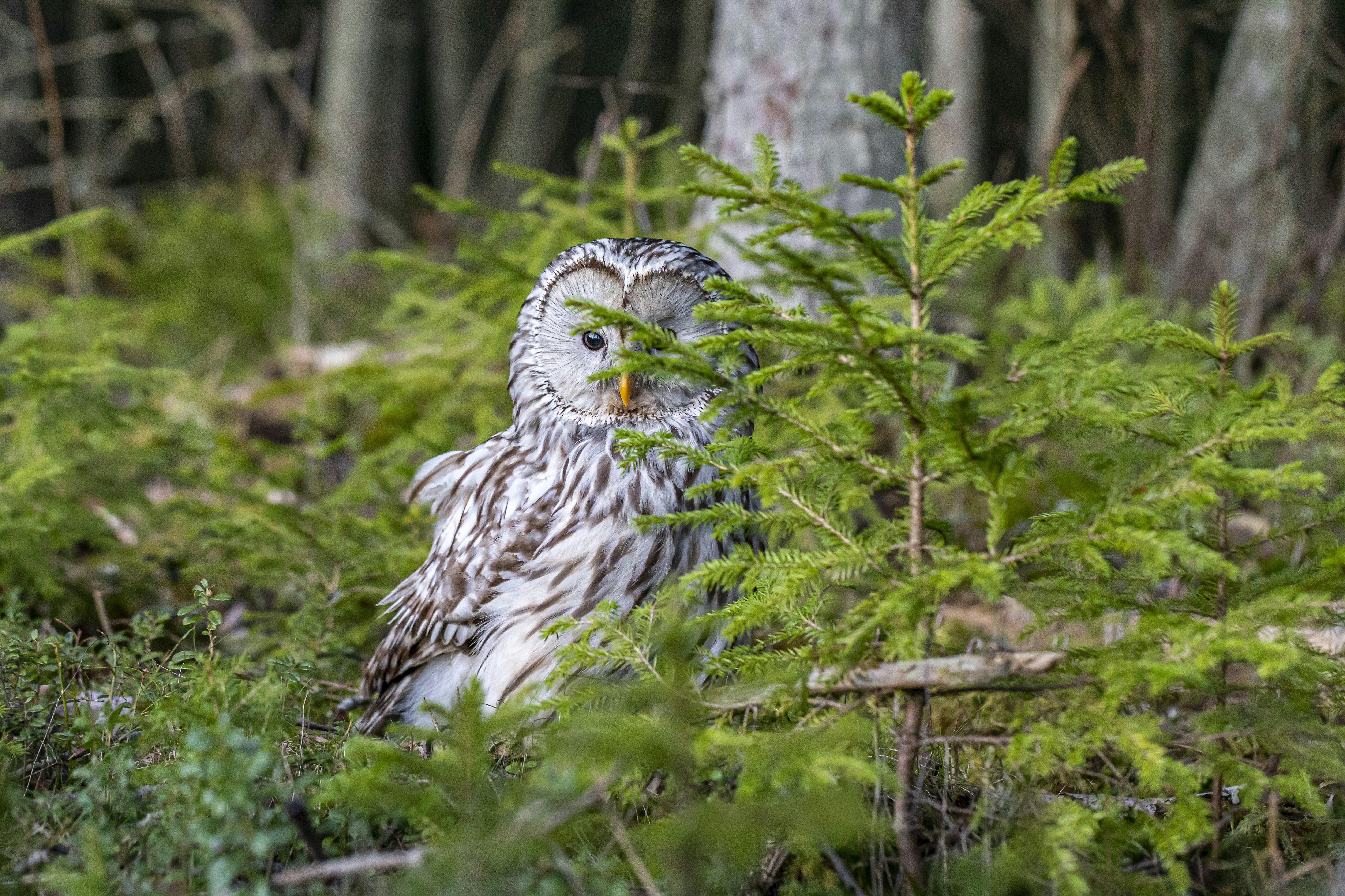 Photo by erik_karits