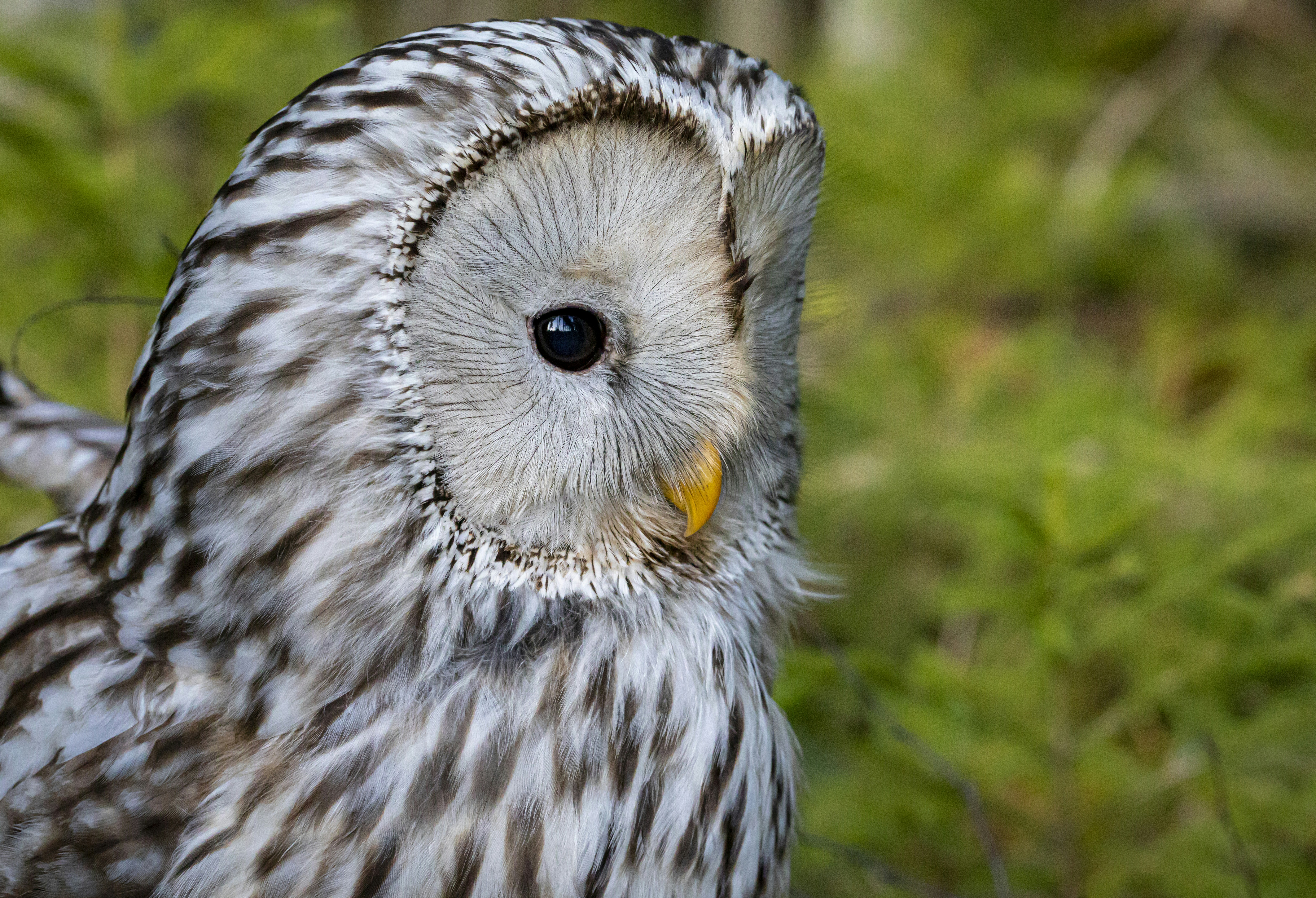 Photo by erik_karits