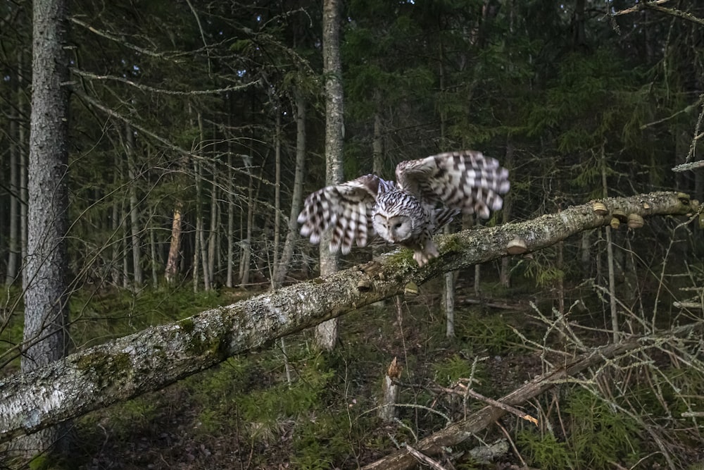 a couple of owls sitting on top of a tree branch