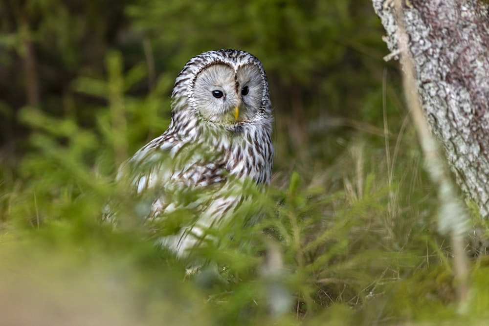 an owl is sitting in the grass near a tree