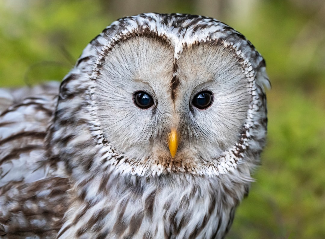 white and black owl in close up photography