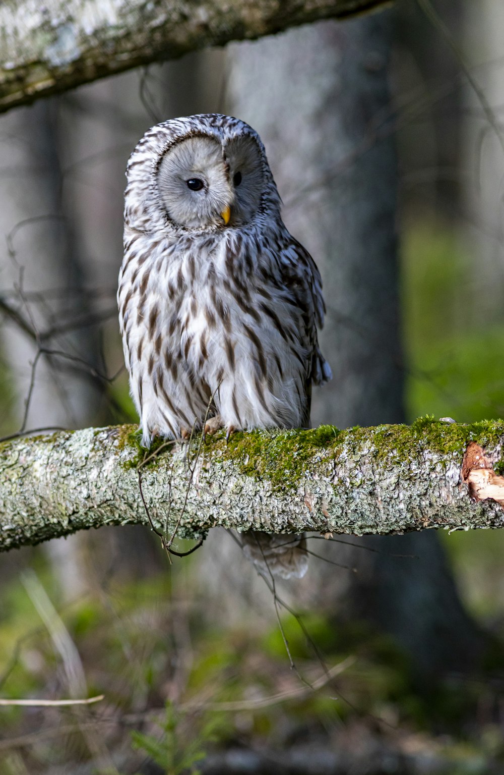 an owl sitting on a tree branch in a forest