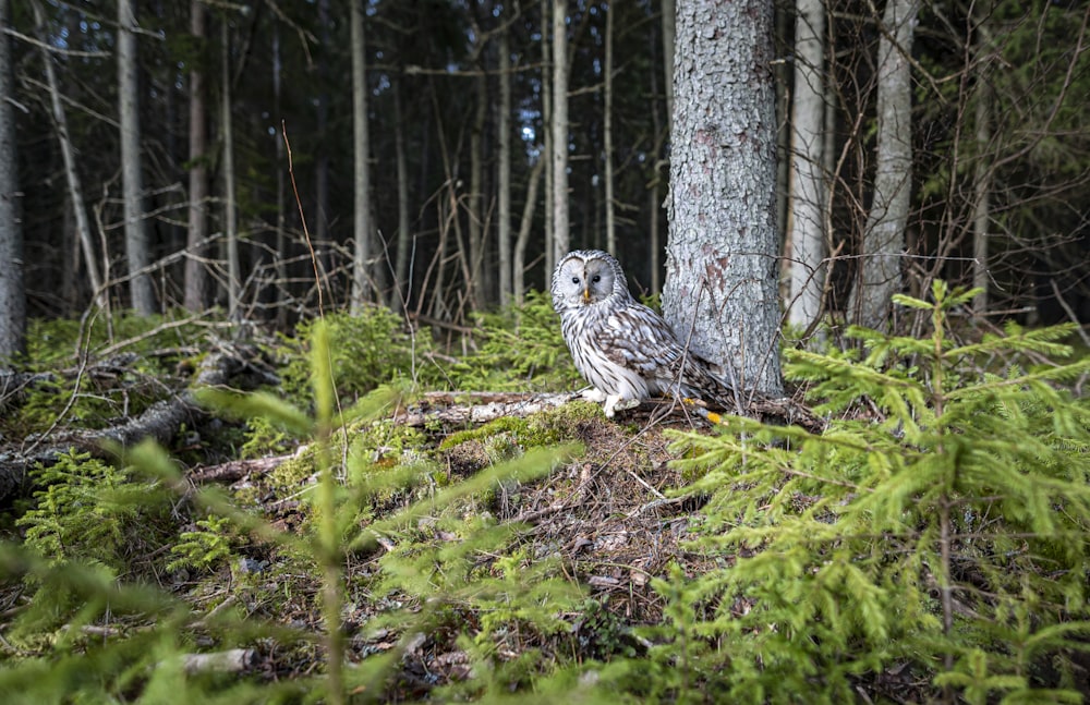 an owl sitting on a tree stump in a forest