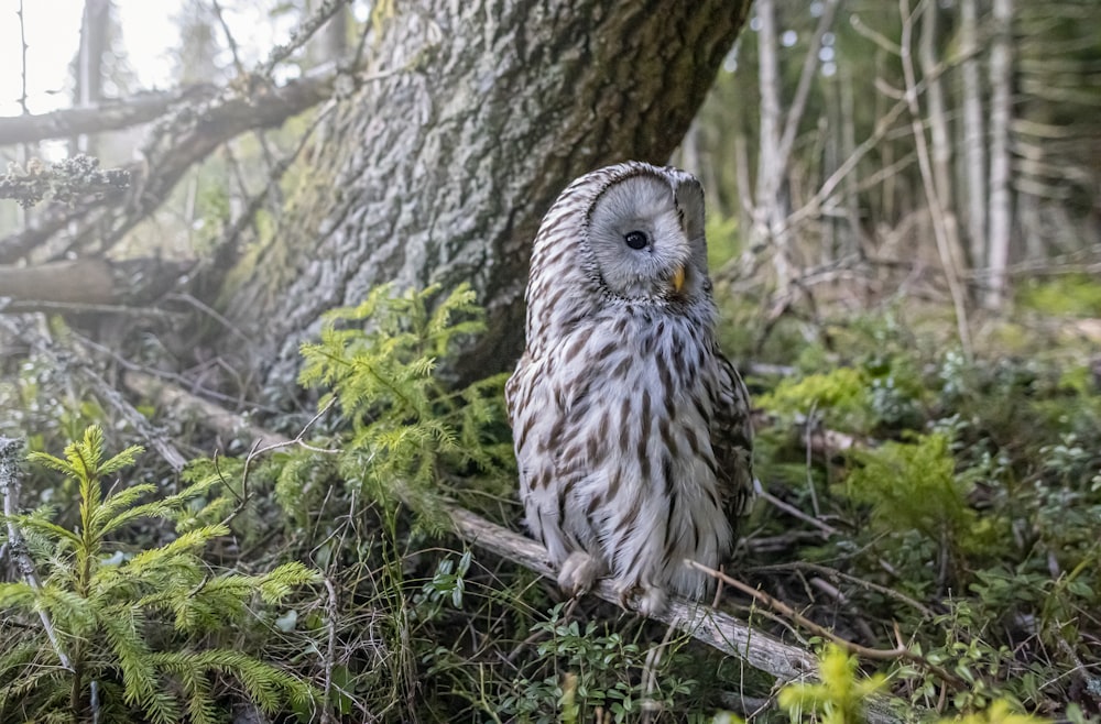 an owl is sitting on a branch in the woods