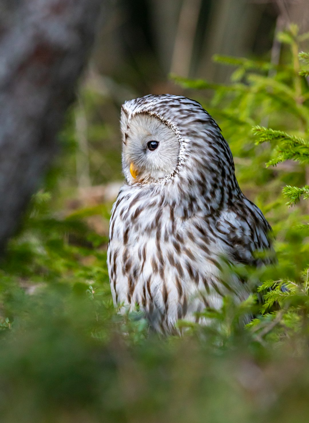 white and black owl on green grass during daytime