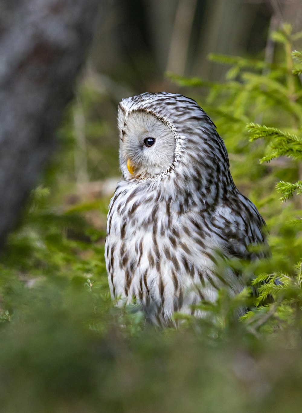 white and black owl on green grass during daytime