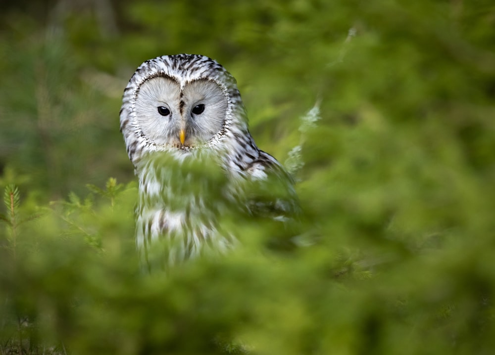 an owl sitting in the middle of a forest